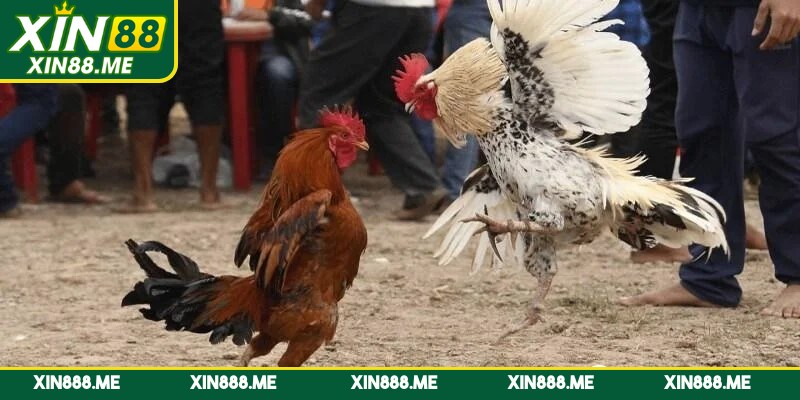 Áp dụng những tiêu chí vàng giúp anh em chọn lựa đúng chiến binh dũng mãnh