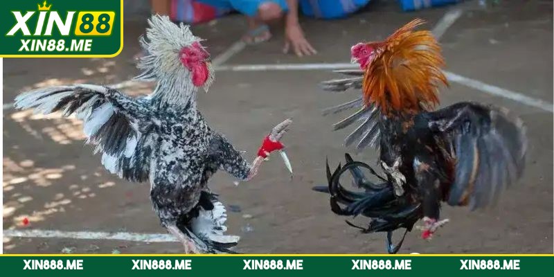 Đá gà cựa dao được biết đến là một biến thể hiện đại của chọi gà truyền thống