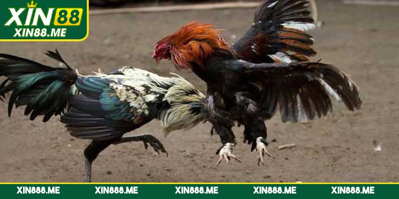 Tìm hiểu luật chơi đá gà cựa dao trước khi ra sàn đấu
