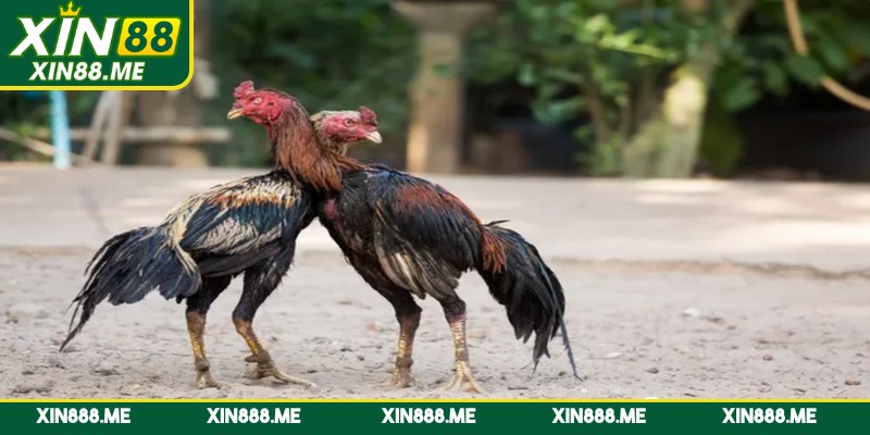 Các giống gà có trong đá gà cựa sắt