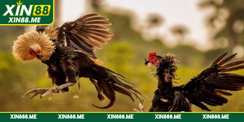 Đá gà cựa sắt là một hình thức thi đấu chọi gà rất hấp dẫn