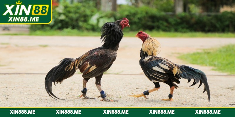 Kinh nghiệm cá cược trong đá gà cựa sắt