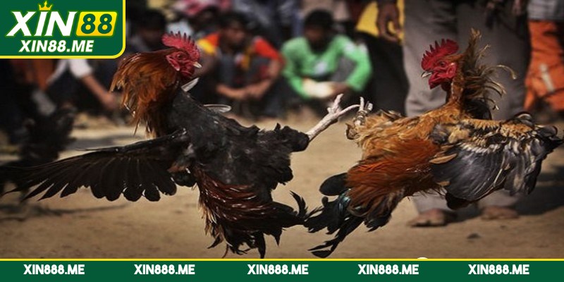 Tổng hợp các bí quyết chơi đá gà nòi hiệu quả 