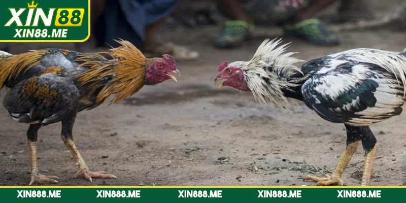 Quy tắc chơi của đá gà nòi mới nhất 