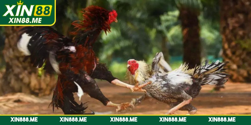 Bật mí các kinh nghiệm hiệu quả trong đá gà Thomo