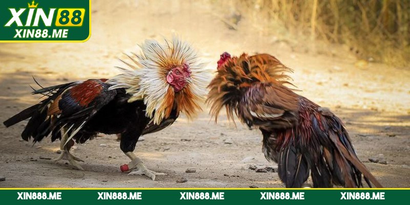 Đá gà Thomo được biết đến là một trong những hình thức truyền thống