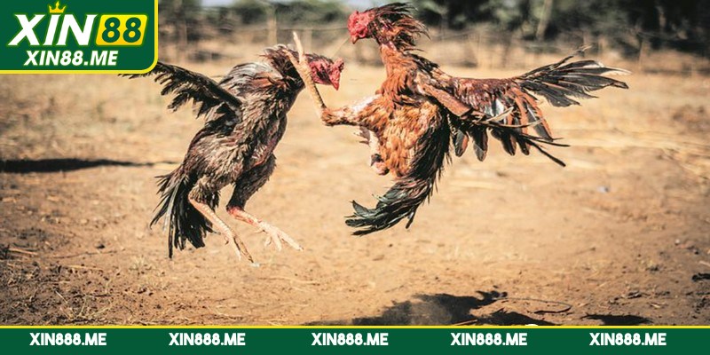 Luật chơi cụ thể của đá gà Thomo dễ hiểu