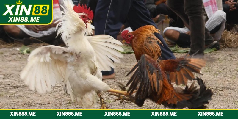 Đá gà tre một hình thức cá cược ăn khách hiện nay