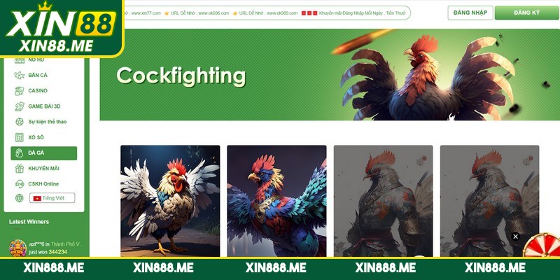 Đá gà Xin88 là một hình thức cá cược trực tuyến hấp dẫn