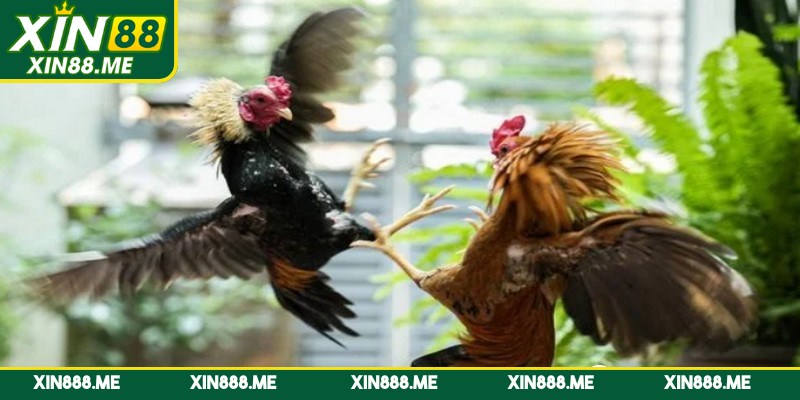 Mẹo cá cược đá gà Xin88 hiệu quả